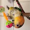 Btgghytr Parrot Toy, Colorful, with Cage Accessories, 2 Pieces view 4