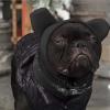 Luieonm Dog Winter Hat view 3