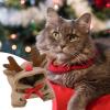 Dog Hoodie - Reindeer Costume, Cold Weather Apparel for Pets view 3