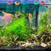 Generic Aquarium Spawning Mop, 10 Pieces, Floating Fish-Breeding Mops view 4