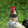 Rooster Anti-Crowing Collars, 10-Pack, Adjustable Nylon view 2