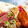Rooster Anti-Crowing Collars, 10-Pack, Adjustable Nylon view 3