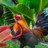 Rooster Anti-Crowing Collars, 10-Pack, Adjustable Nylon view 4