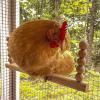 Chicken Swing Toy, Perch and Ladder view 3