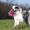 Generic Dog Play Ball - Chew and Fetch Ball for Dogs view 2