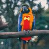 KOMBIUDA Cotton Flight Suit and Diaper for Small Pet Birds view 2