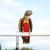 KOMBIUDA Cotton Flight Suit and Diaper for Small Pet Birds view 4