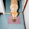 Tktouci Dog Feeding Mat view 2
