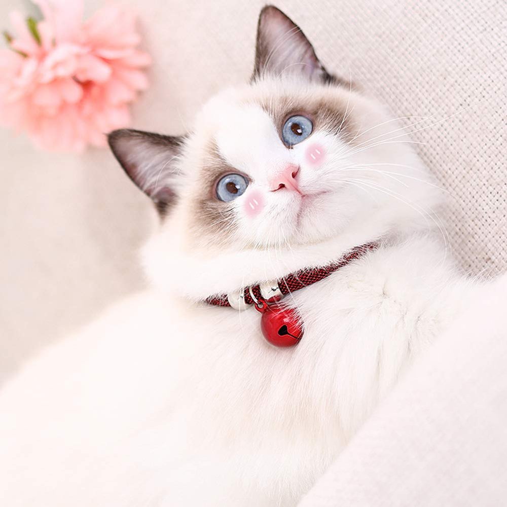 Brrnoo Breakaway Cat Collar with Extension Chain