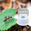 Ant Liquid Feeding Station, Multifunctional, Transparent view 3
