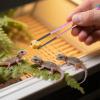 dzqad Feeding Tweezers, Long Curved Terrarium Feeding Tongs with Non-Slip Silicone Head view 2