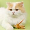 Ancsttu Catnip Toys for Cats view 3