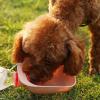 Pet Water Bottle Bowl for Big Dogs view 2