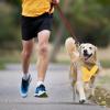 Adjustable Soft Dog Harness view 3