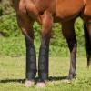 Neoprene Leg Guards for Horses – Comfortable Riding Gaiters view 2
