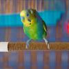 Hemousy Suction Cup Bird Perch view 3