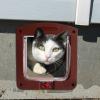Indoor Cat Door with 4-Way Lock and Weather-Resistant Design view 3