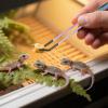 Generic Reptile Feeding Tongs - Terrarium Accessory view 2
