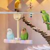 Djowyh Bird Stand for Indoor Use view 2