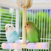 Djowyh Bird Stand for Indoor Use view 3