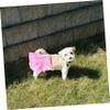 LOORGVEL Reusable Dog Diapers for Female Dogs view 2