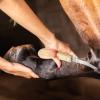 Horse Farrier Hoof Trimmer Tool view 3