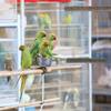 PERSELOSO Natural Wood Bird Swing for Parrots and Small Parakeets view 3