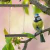 PERSELOSO Natural Wood Bird Swing for Parrots and Small Parakeets view 4