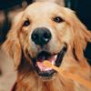 Portable Pet Toothbrush Set for Dogs and Cats view 4