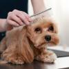 Dog Comb, Hair Removal & Dematting Brush view 2