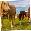 Supvox Heavy-Duty Ground Stake for Dogs and Livestock view 2