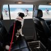 Car Door Protector for Dogs with Mesh Pocket view 2