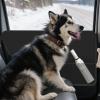 Car Door Protector for Dogs with Mesh Pocket view 3