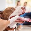 ERINGOGO 10-Piece Finger Toothbrush Set for Dogs and Cats view 4