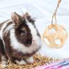 Toddmomy Bamboo Feed Ball for Small Pets view 3
