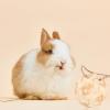 Toddmomy Bamboo Feed Ball for Small Pets view 4