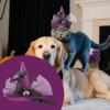 Lyanny Halloween Dog Hat - Witch Hat Costume view 2