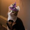Lyanny Halloween Dog Hat - Witch Hat Costume view 3