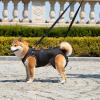 HDOYTXXM Adjustable Breathable Pet Support Lift Harness for Senior Dogs view 3