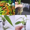 Aquarium Plant Holder for Aquaponics view 2