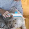 Cat Grooming Brush with Release Button view 2