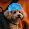 Small Dog Helmet, Motorcycle Gear view 2