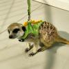 Ferret Harness, Soft Small-Animal Clothing and Ferret Accessory view 2