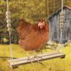 Wooden Chicken Swing for Chickens and Parrots view 4