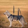 Dog Lift Harness for Mobility Support and Rehabilitation view 3