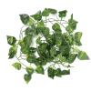 Cryfokt Reptile Vine view 1