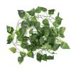 Cryfokt Reptile Vine view 3