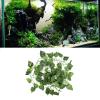 Cryfokt Reptile Vine view 4