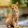 Laikoutd Adjustable Cat Collar with Glitter and Custom Name Tag view 3