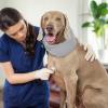 Breathable Anti-Bite Collar for Dogs view 2